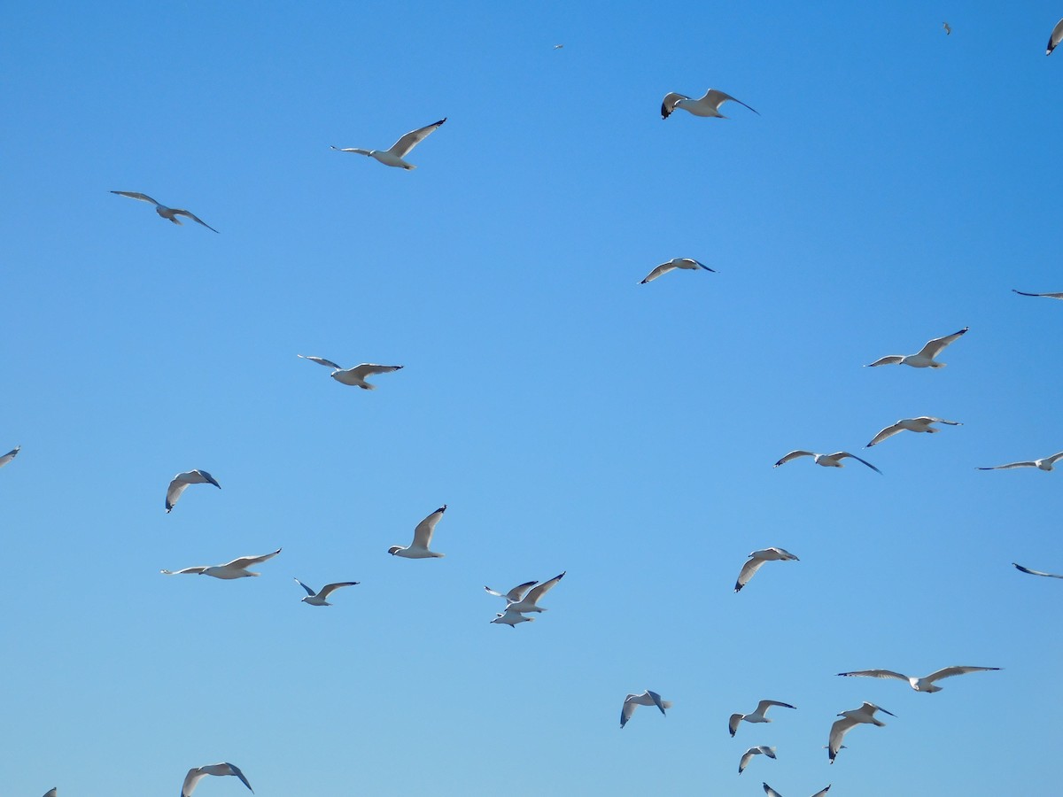 Ring-billed Gull - ML615766953