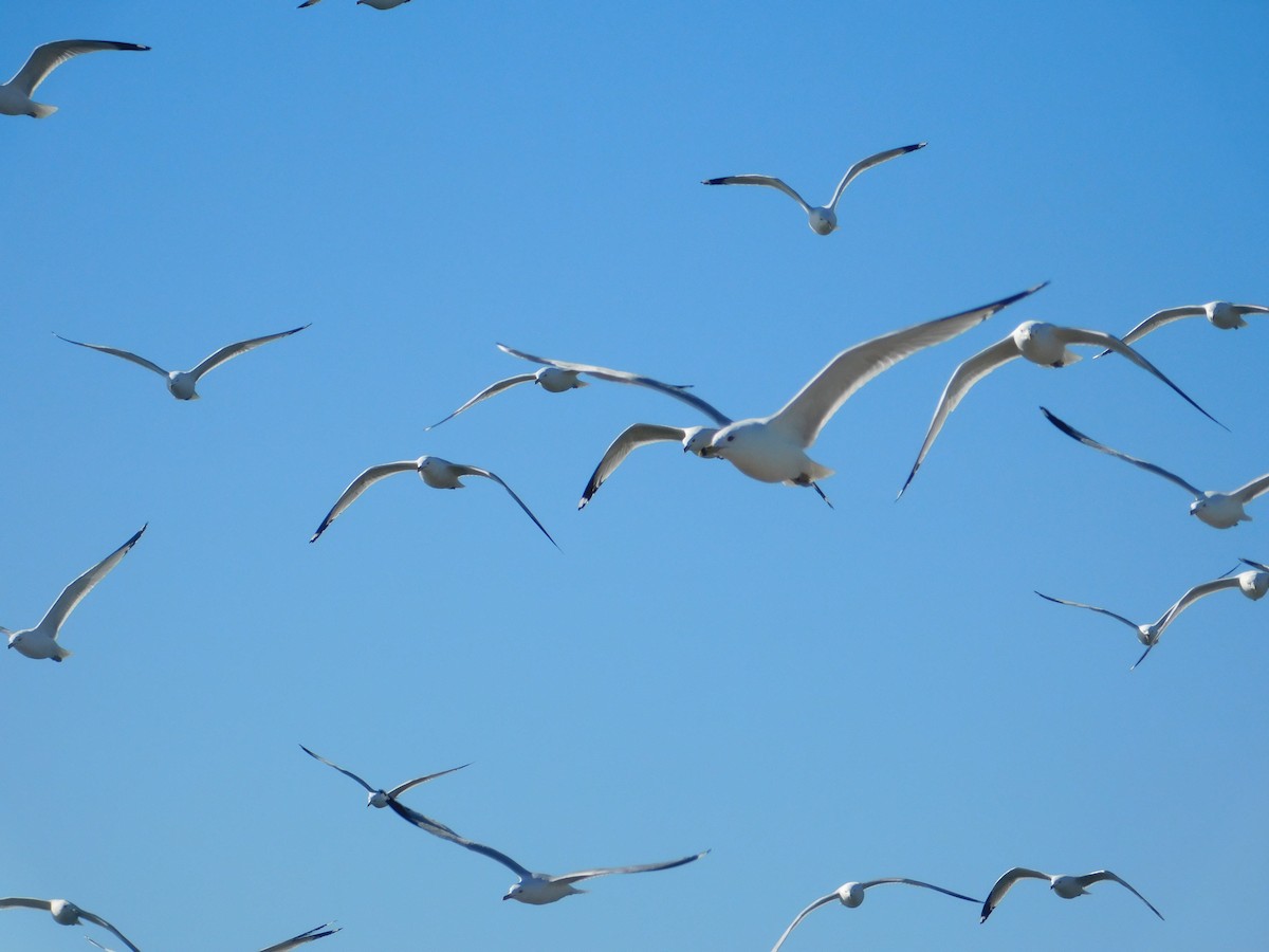 Ring-billed Gull - ML615766958