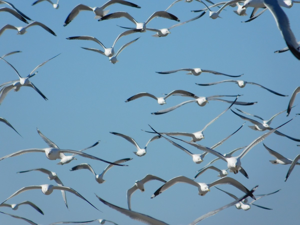 Ring-billed Gull - ML615766970