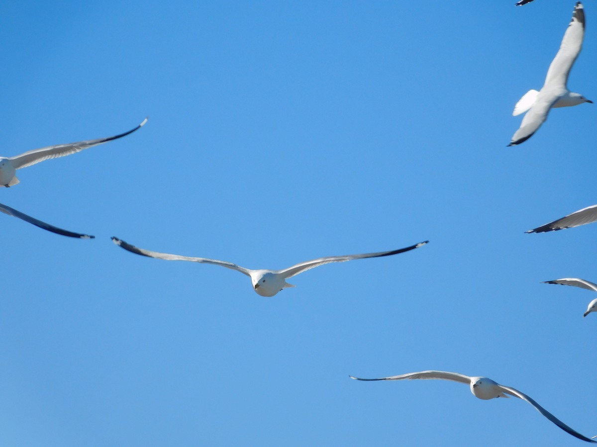 Ring-billed Gull - ML615766978