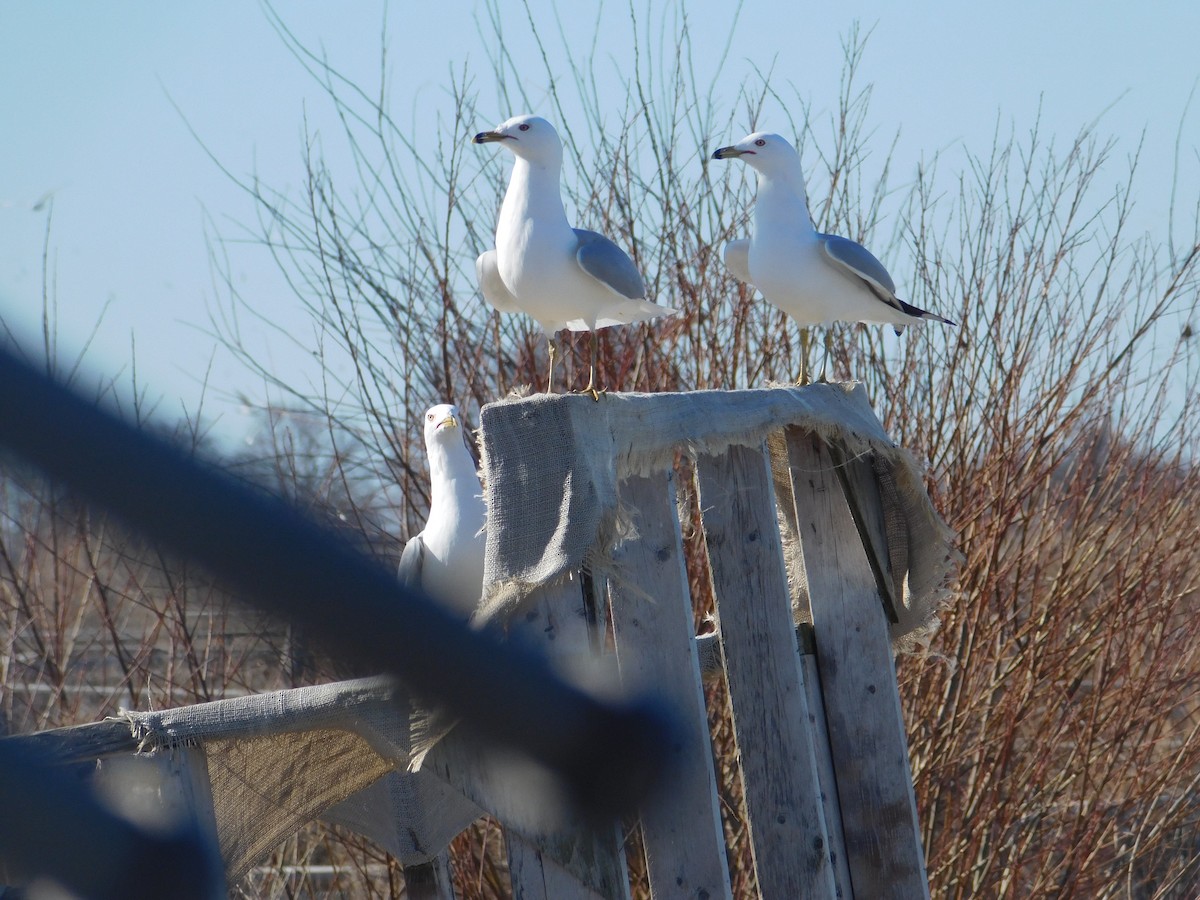 Ring-billed Gull - ML615766990