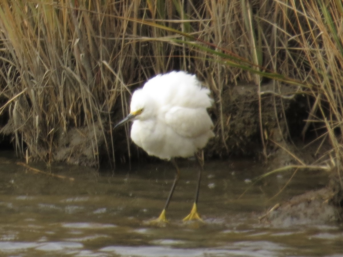 Snowy Egret - ML615766994