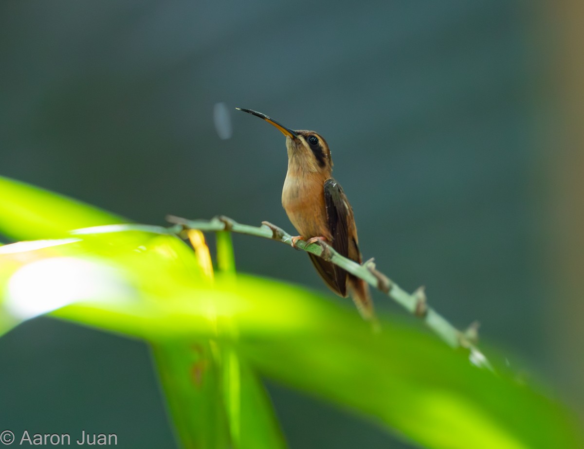 Пестрогорлый колибри-отшельник - ML615767069
