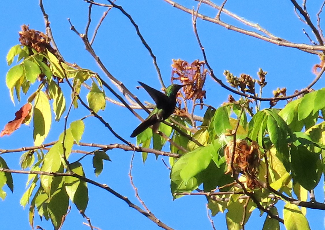 kolibřík haitský - ML615767102