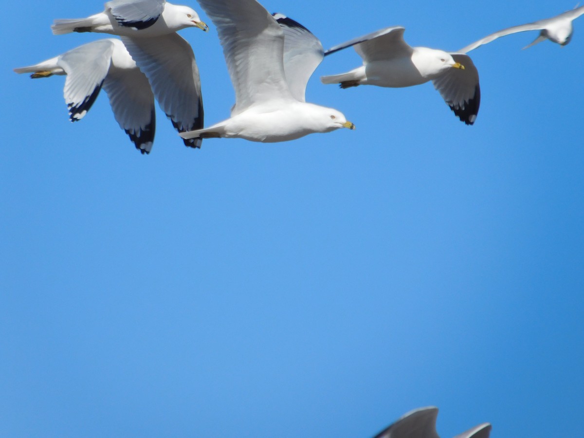 Ring-billed Gull - ML615767111