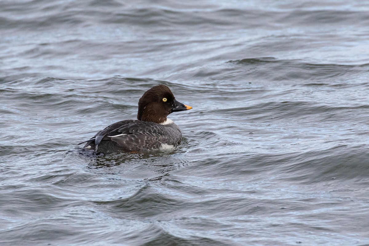 Common Goldeneye - ML615767128