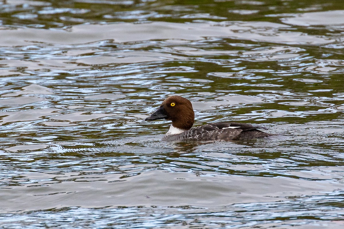 Common Goldeneye - Dorna Mojab