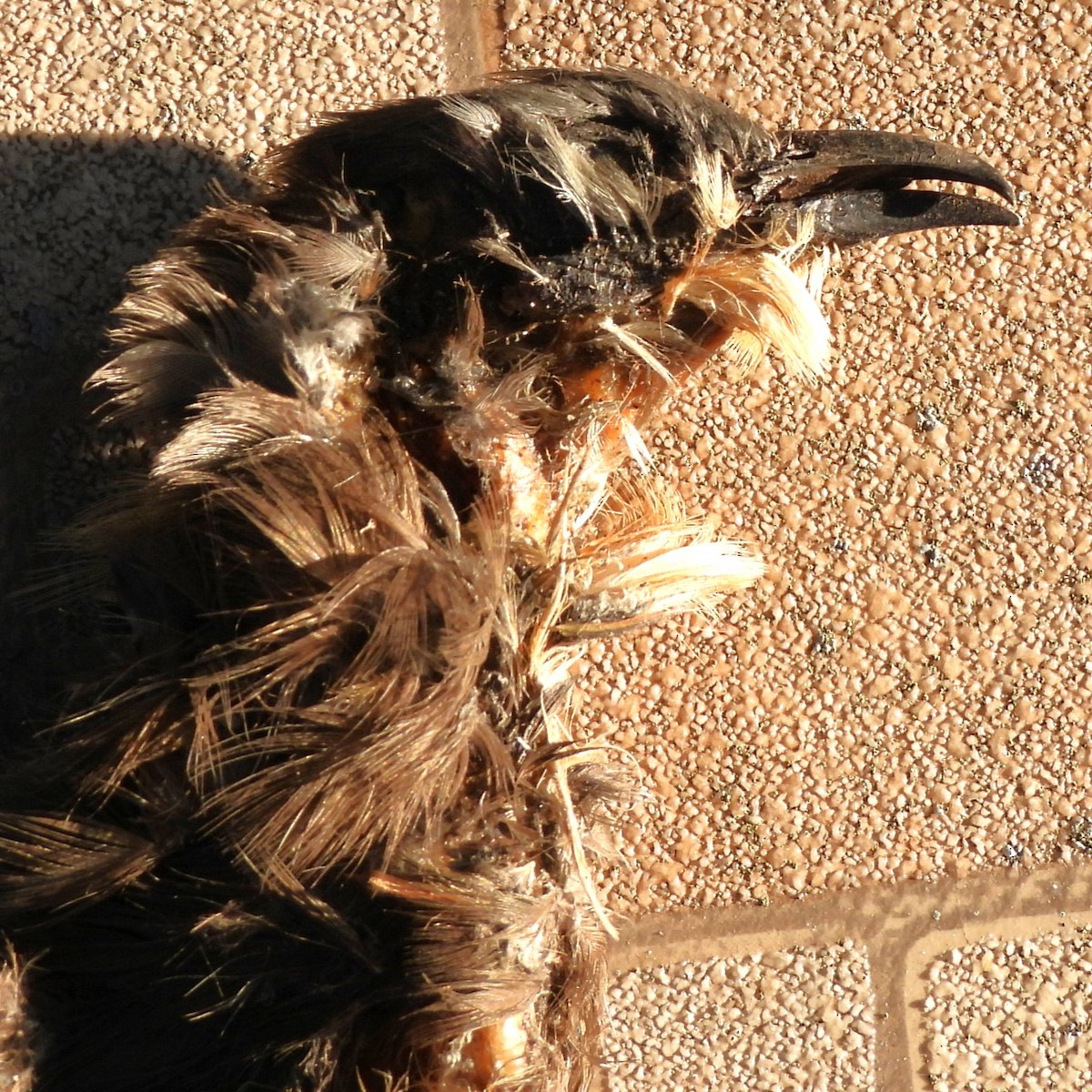 tupigjøk - ML615767132