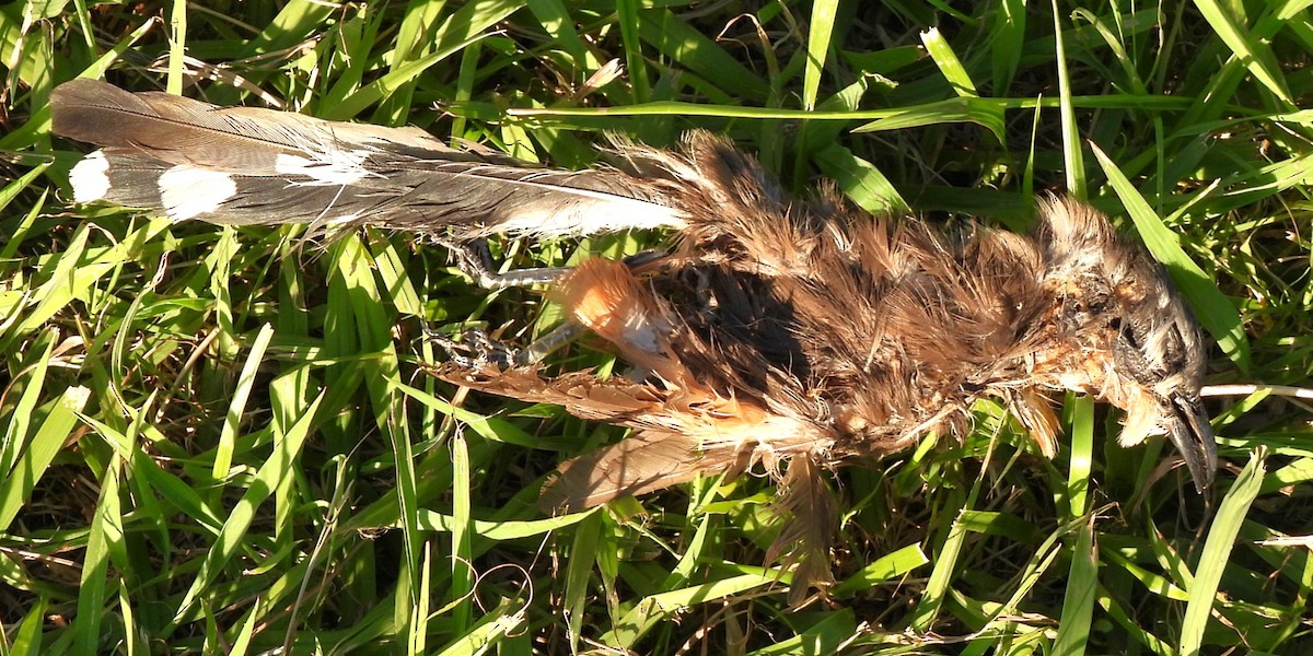 tupigjøk - ML615767133