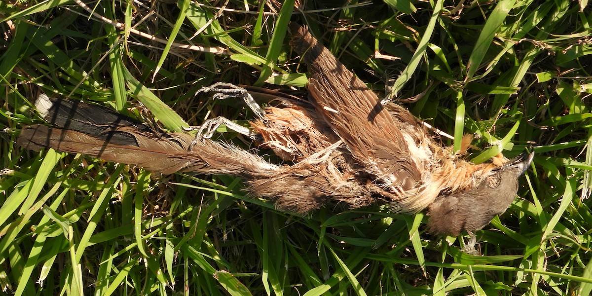 tupigjøk - ML615767134