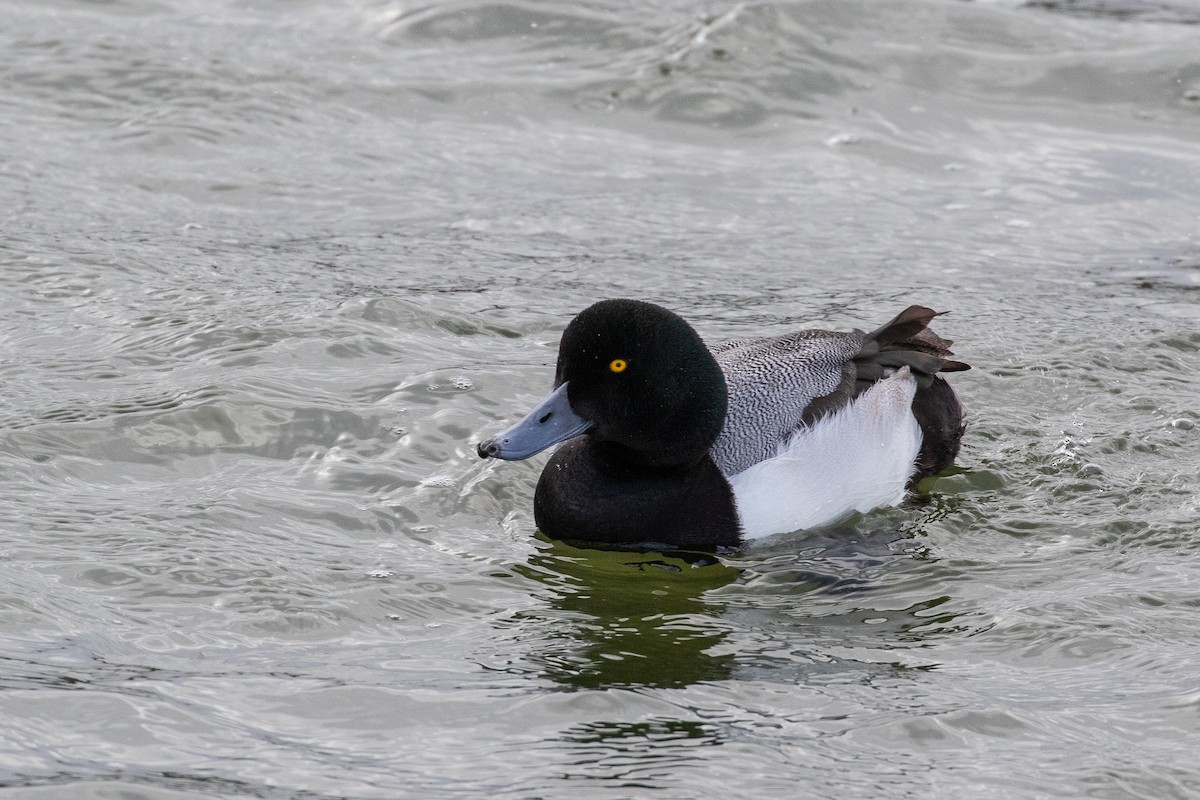 Greater Scaup - Dorna Mojab