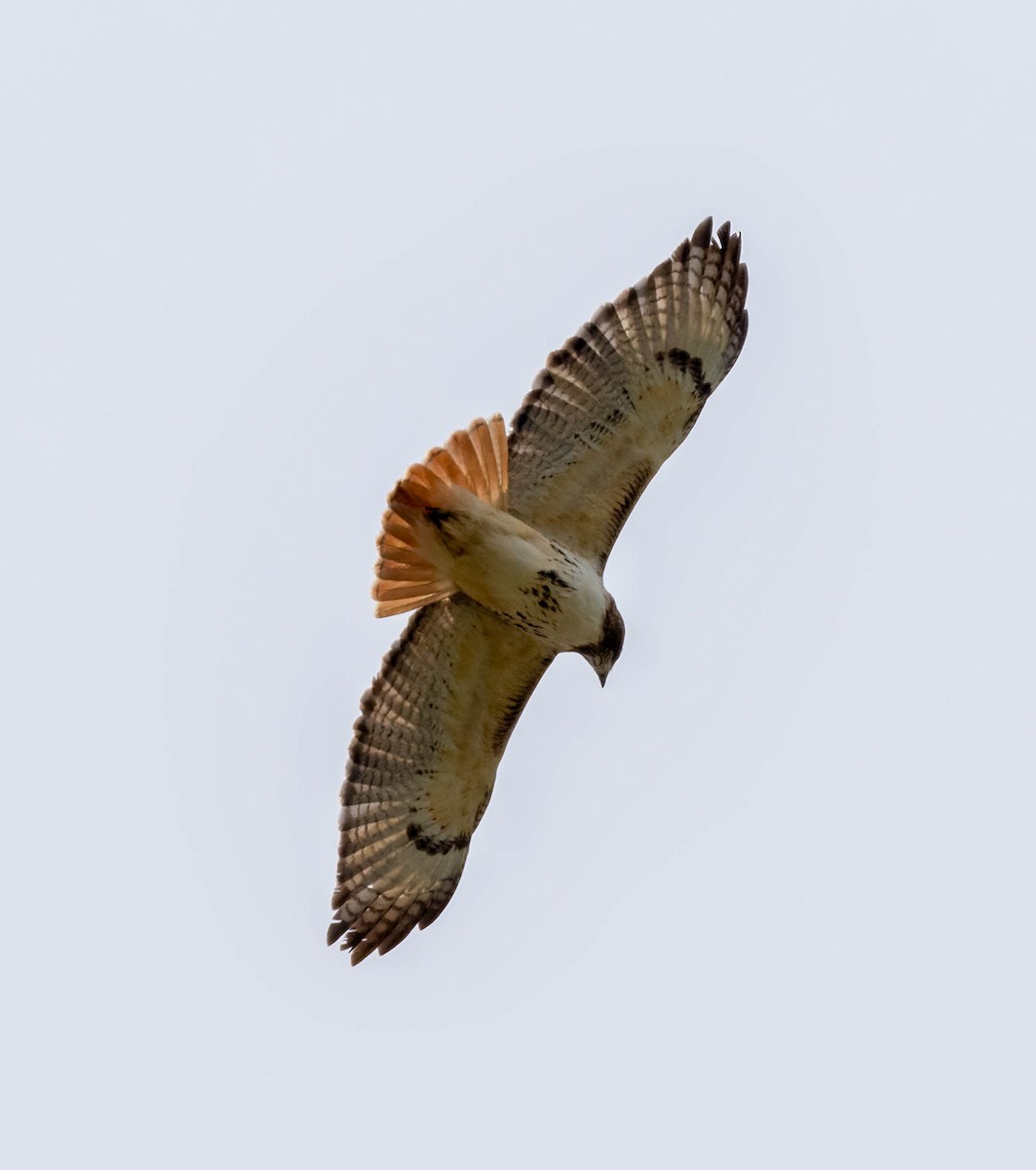 Red-tailed Hawk - Eric Bodker