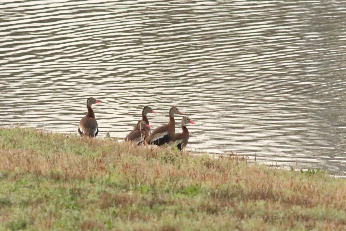 Black-bellied Whistling-Duck - ML615767326