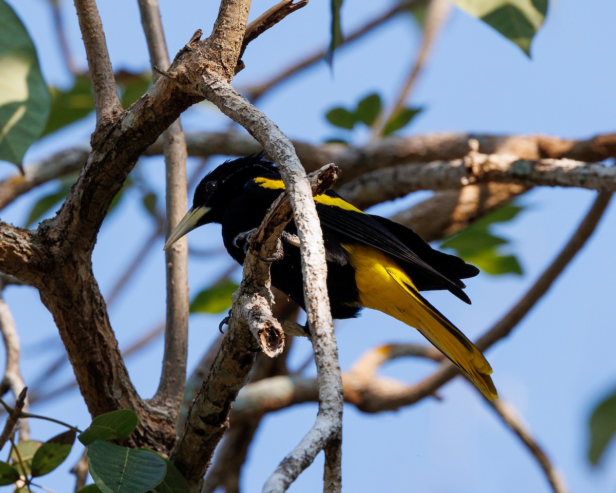 Yellow-winged Cacique - Nancy Whittle