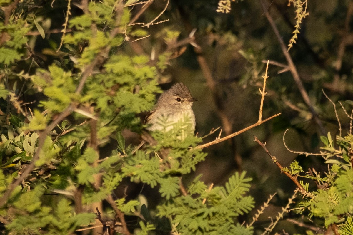 Straneck's Tyrannulet - ML615767401