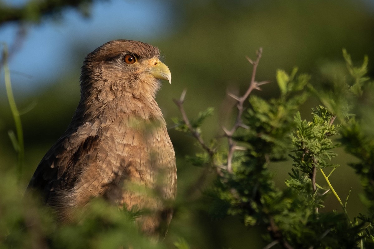 Chimango Caracara - ML615767405