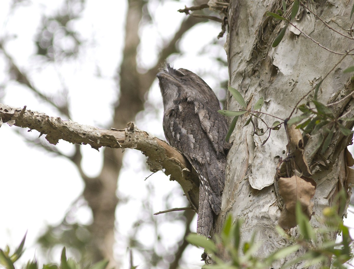 Tawny Frogmouth - ML615767418