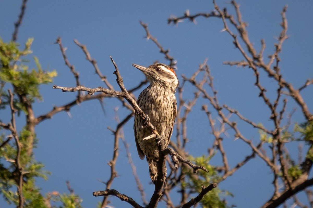 Checkered Woodpecker - ML615767431