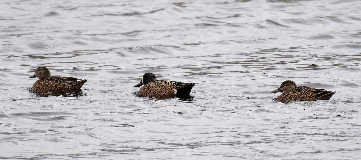 Blue-winged Teal - ML615767452