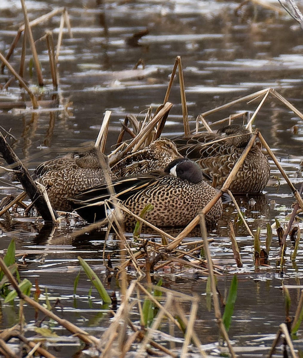 Blue-winged Teal - ML615767460