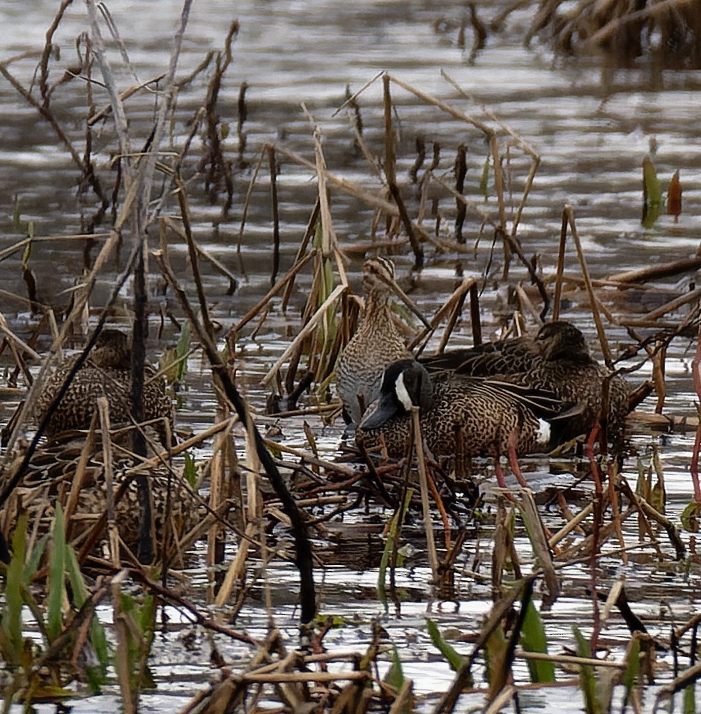 Blue-winged Teal - ML615767465