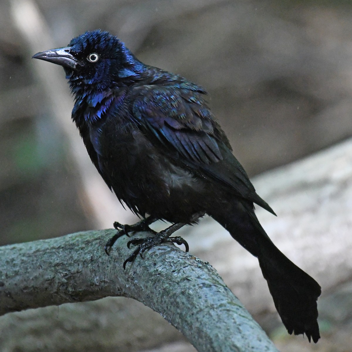Common Grackle - ML615767509