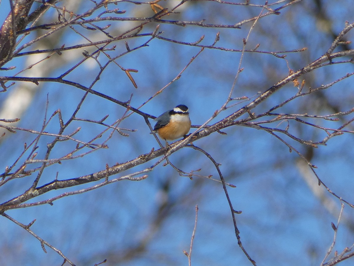 Red-breasted Nuthatch - ML615767511