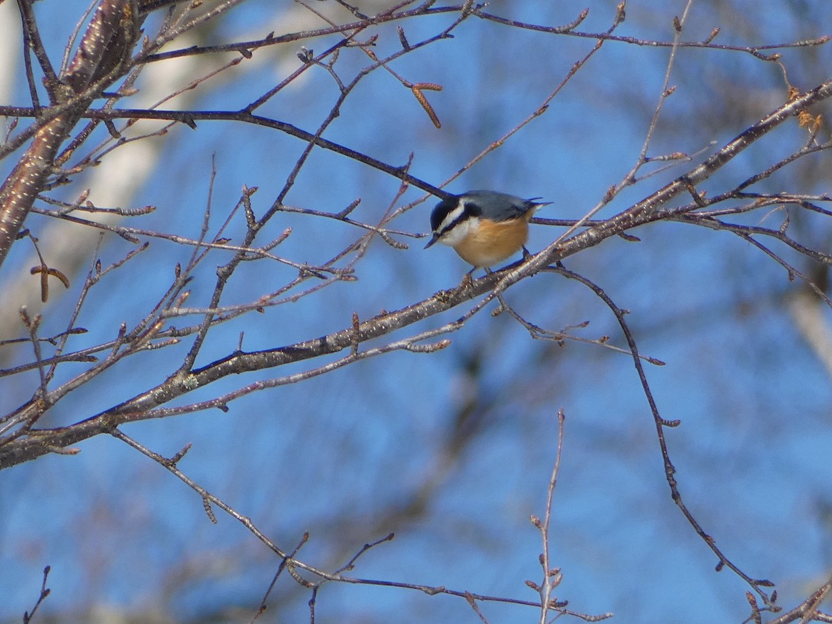 Red-breasted Nuthatch - ML615767512