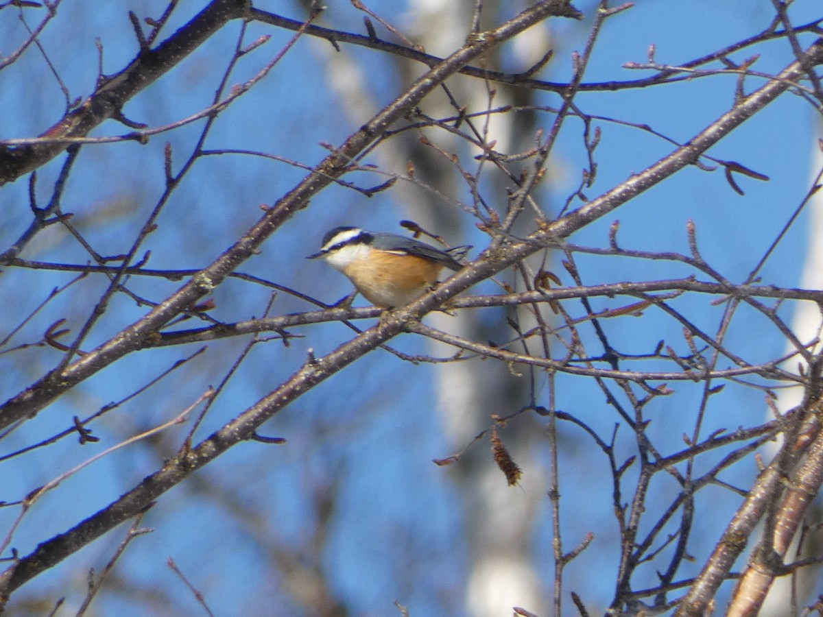 Red-breasted Nuthatch - Marieta Manolova