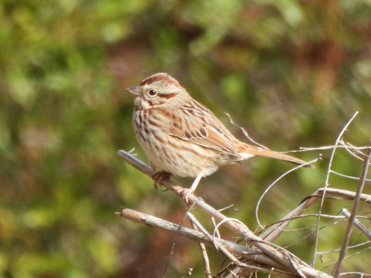 Song Sparrow - ML615767544