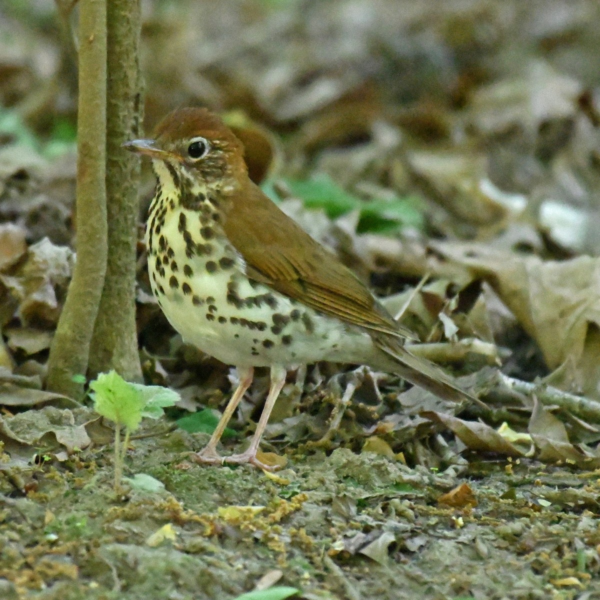 Wood Thrush - ML615767546