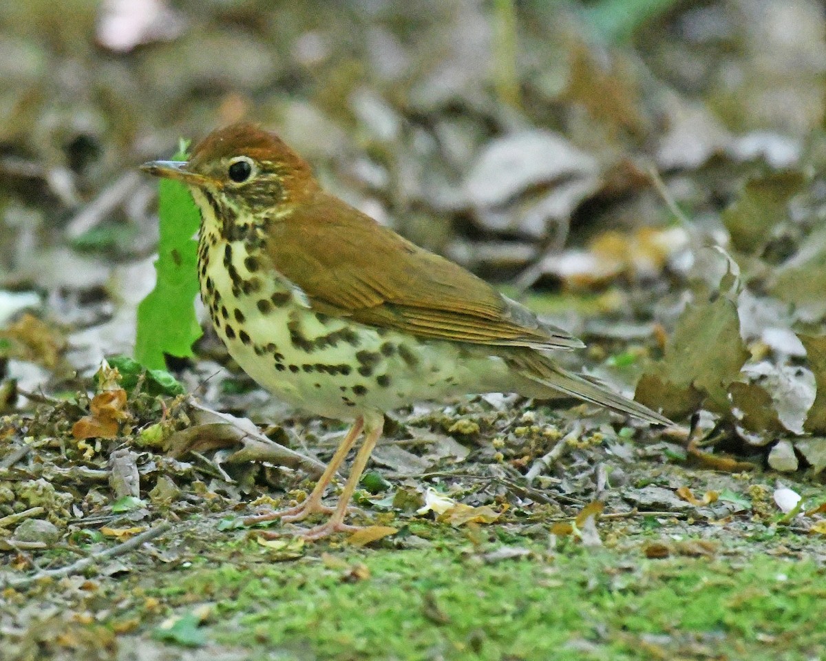 Wood Thrush - ML615767550