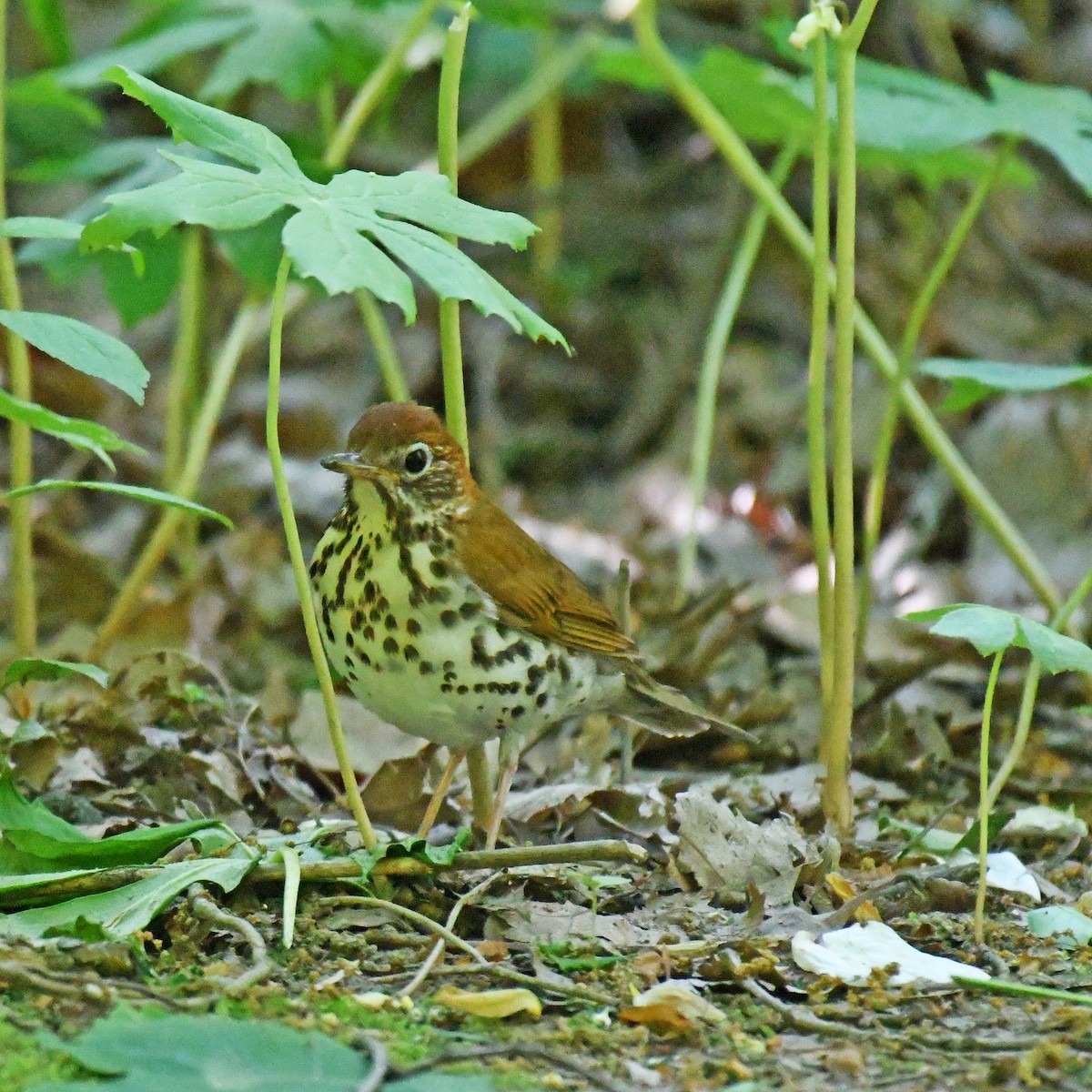 Wood Thrush - ML615767552