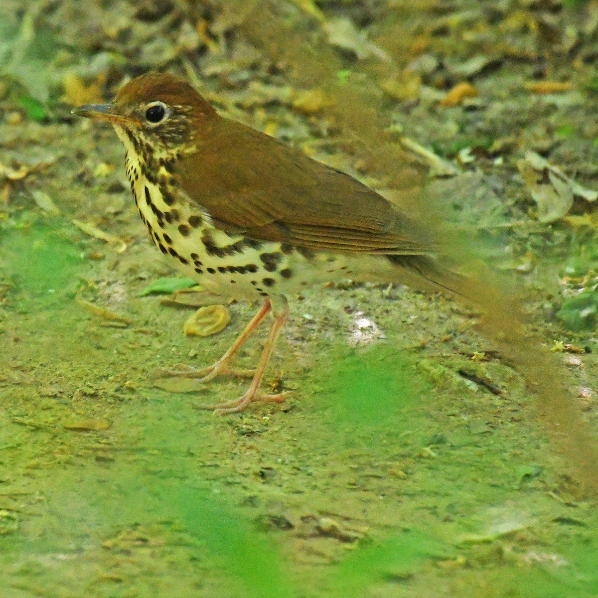 Wood Thrush - ML615767553