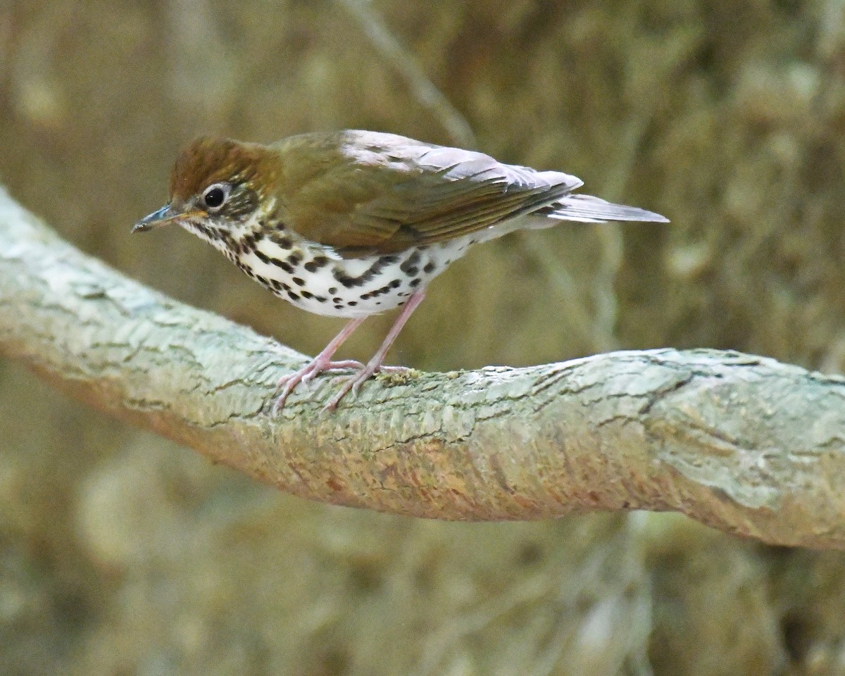 Wood Thrush - ML615767555