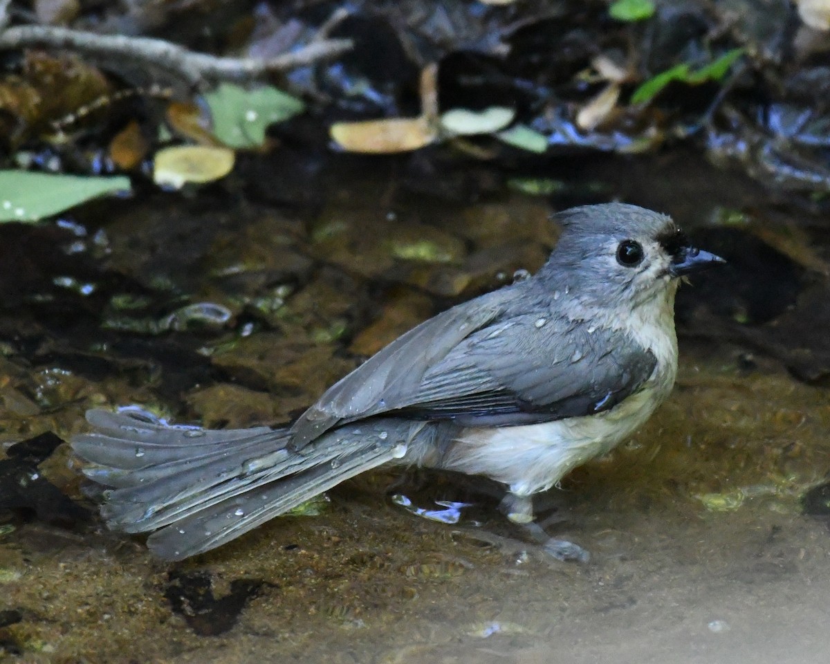 Tufted Titmouse - ML615767558