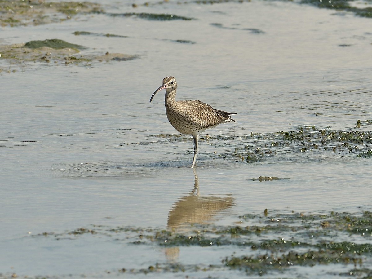 Regenbrachvogel - ML615767660