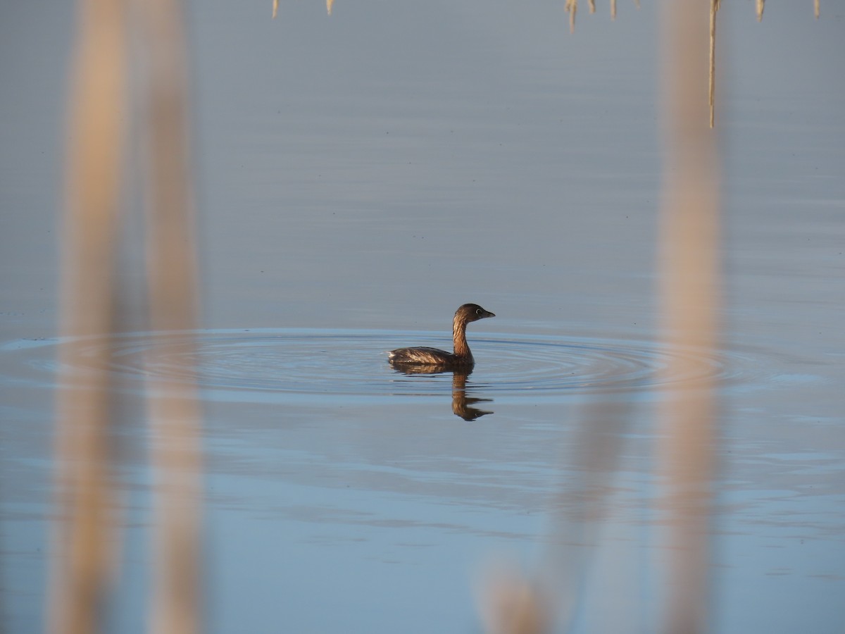 Pied-billed Grebe - ML615767679