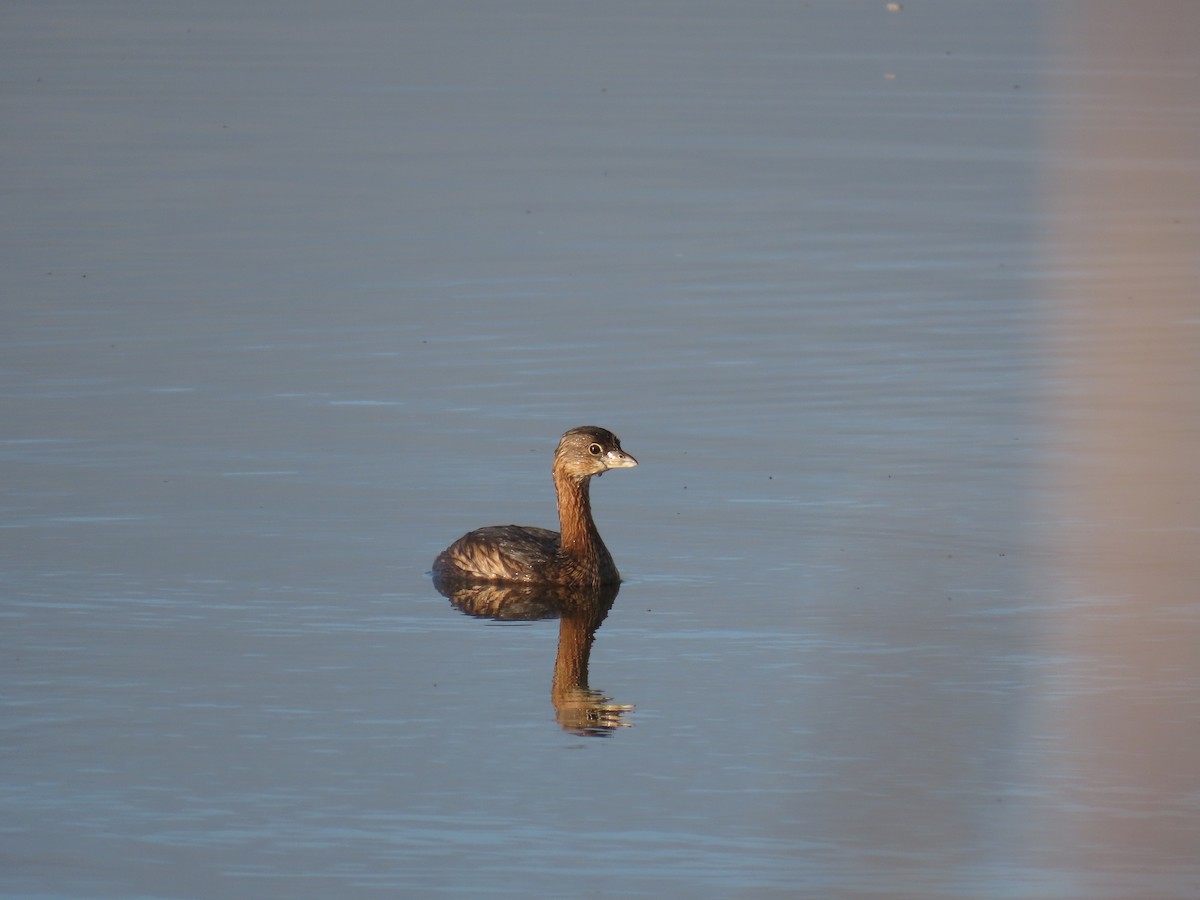 Pied-billed Grebe - ML615767680