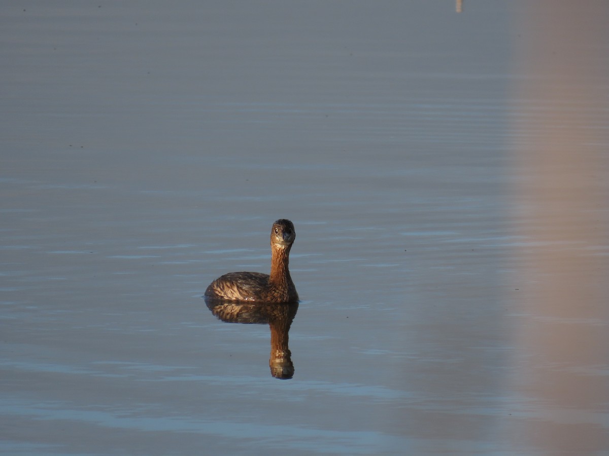 Pied-billed Grebe - ML615767681