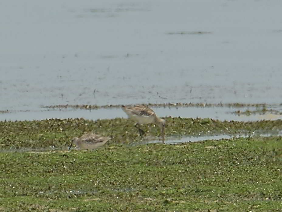 Great Knot - Choong YT