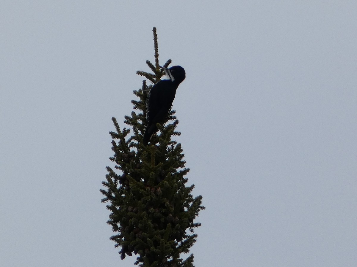 Black-backed Woodpecker - ML615767724