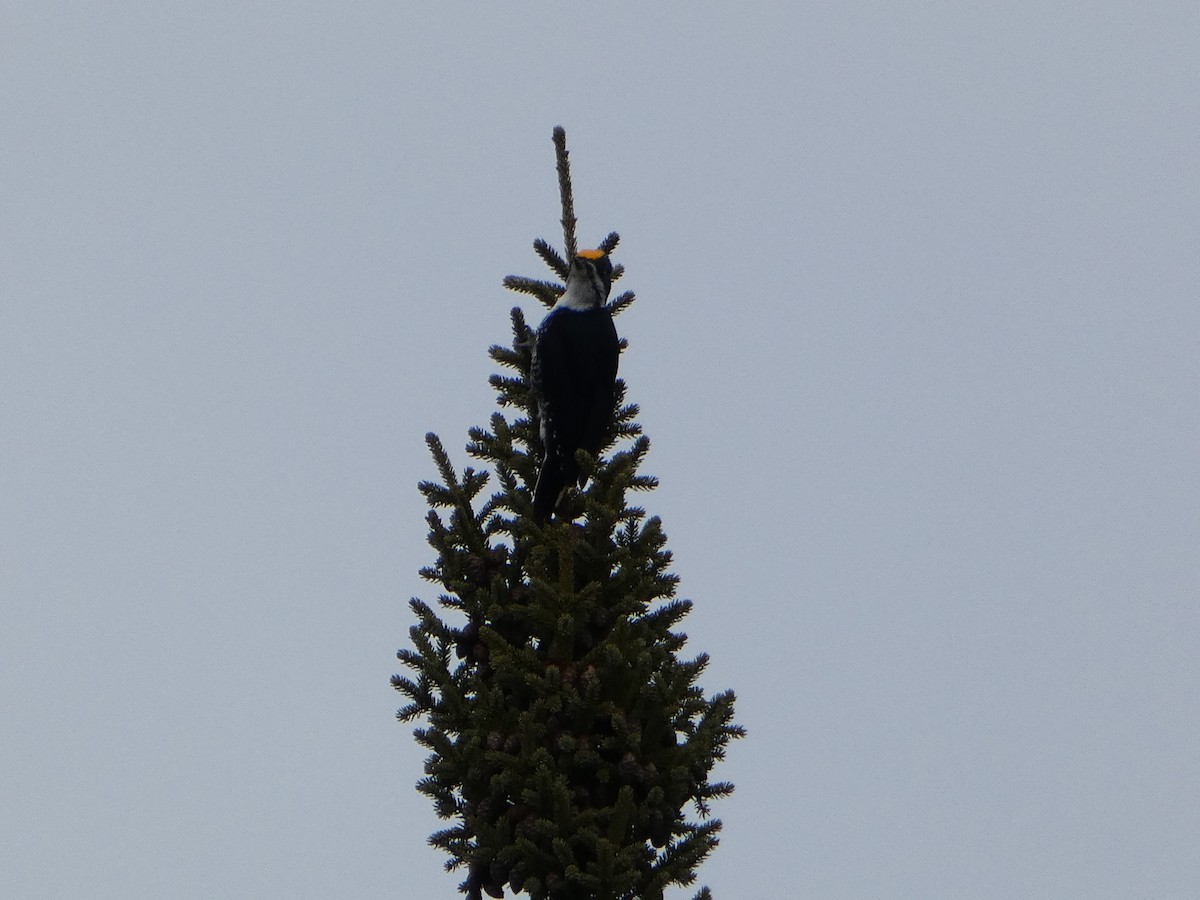 Black-backed Woodpecker - ML615767725