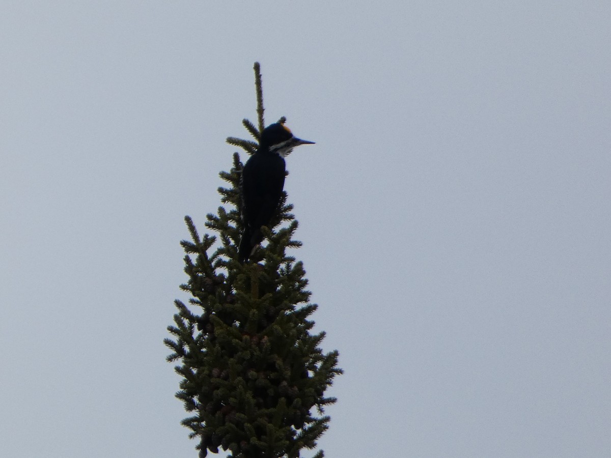 Black-backed Woodpecker - ML615767726