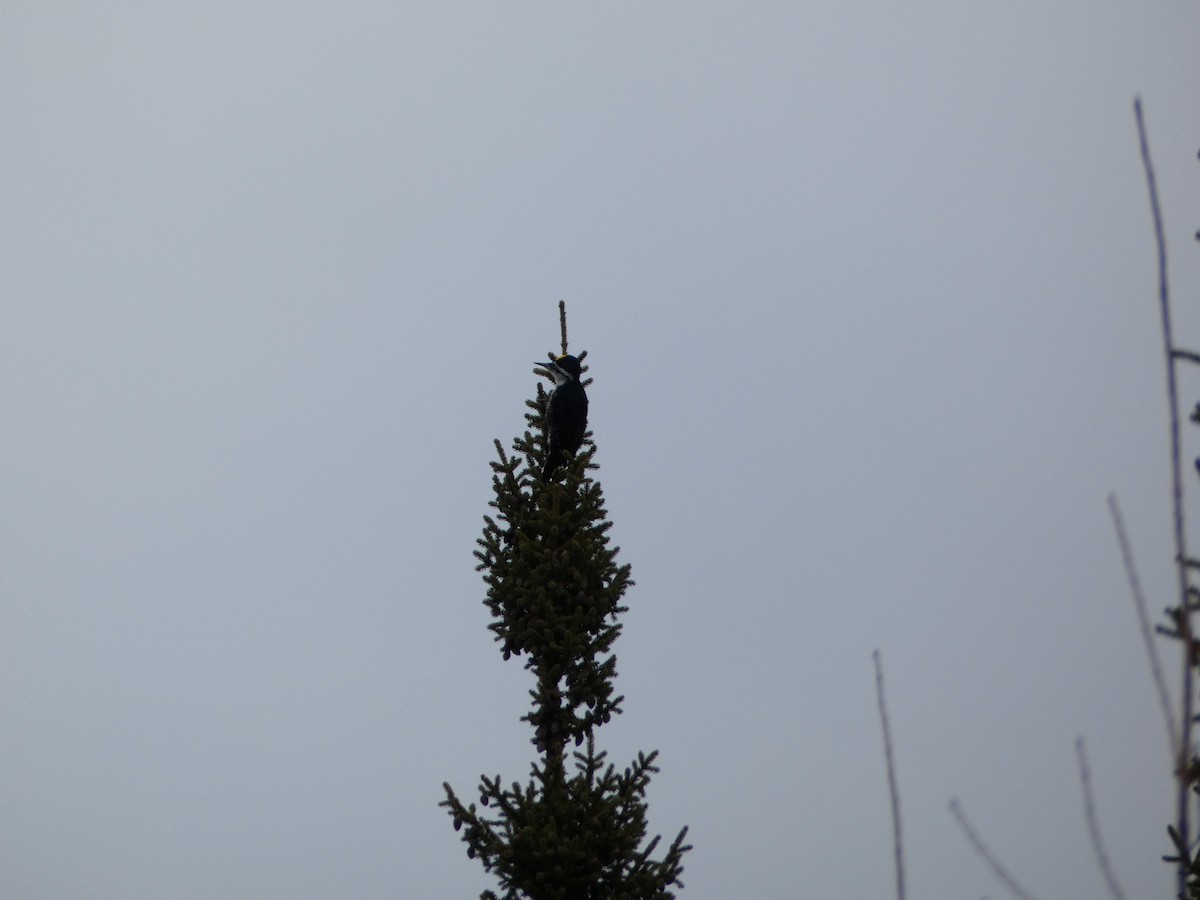 Black-backed Woodpecker - ML615767727