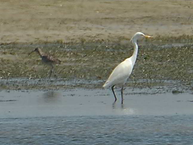 Chinese Egret - Choong YT