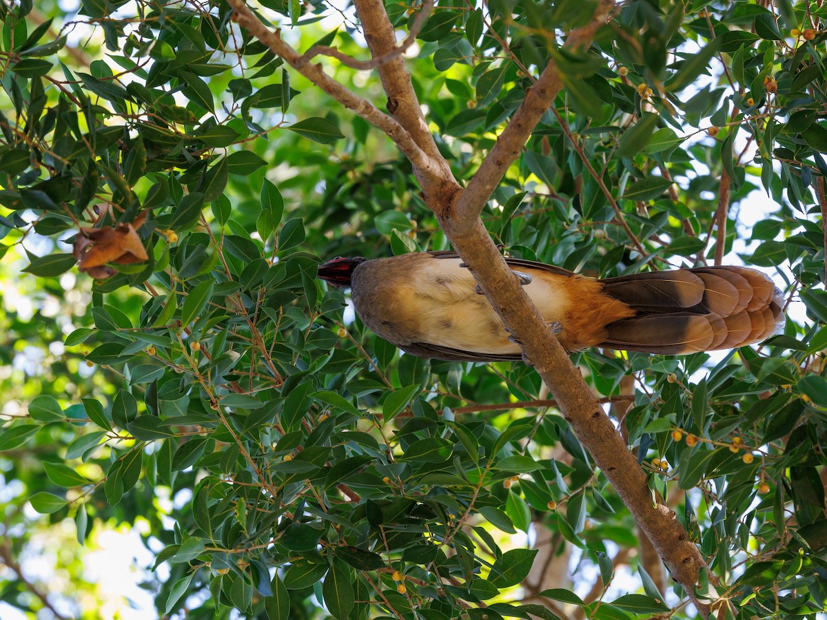 West Mexican Chachalaca - Nancy Whittle