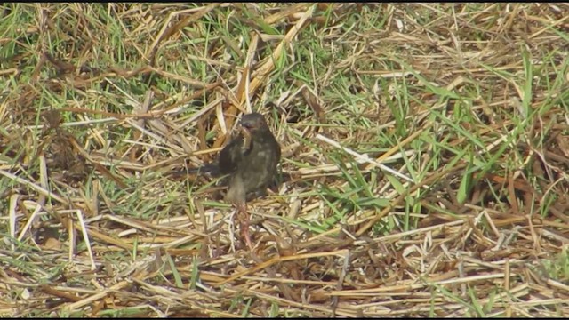 Gray-bellied Cuckoo - ML615767850