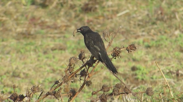 Gray-bellied Cuckoo - ML615767853