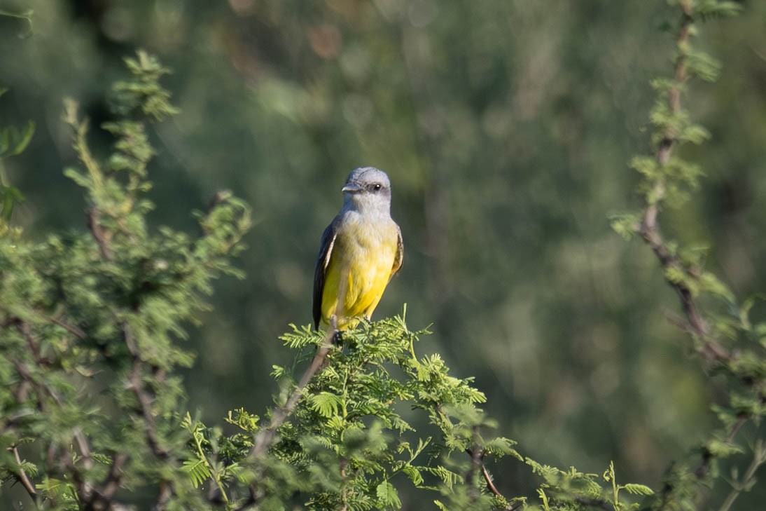 Tropical Kingbird - ML615767905